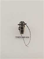 藏品(天牛科(四)泰國)的圖片